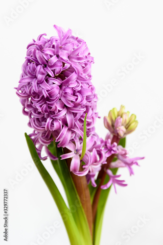Close up of one delicate vivid pink Hyacinth or Hyacinthus flowers in full bloom in a garden pot isolated on white background in a studio photograph