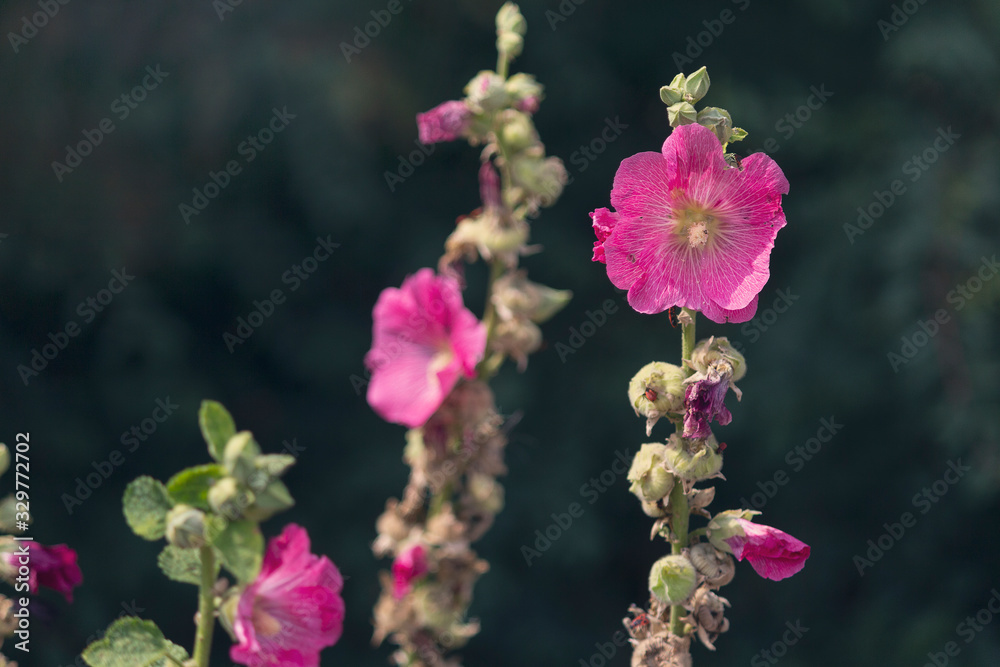 Blooming pink mallow flowers (Malva alcea, cut-leaved mallow, vervain mallow or hollyhock mallow) in summer garden Blooming pink mallow flowers (Malva alcea, cut-leaved mallow, vervain mallow or hollyhock mallow) in summer garden