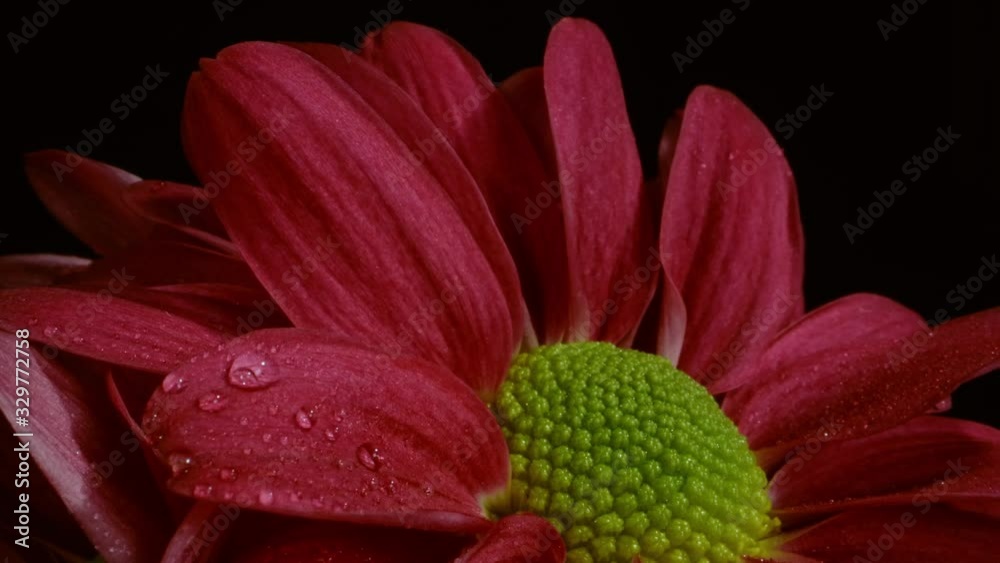 Vibrant red Chrysanthemum bouquet studio macro with black backdrop 4k slow motion Vibrant red Chrysanthemum bouquet studio macro with black backdrop 4k slow motion
