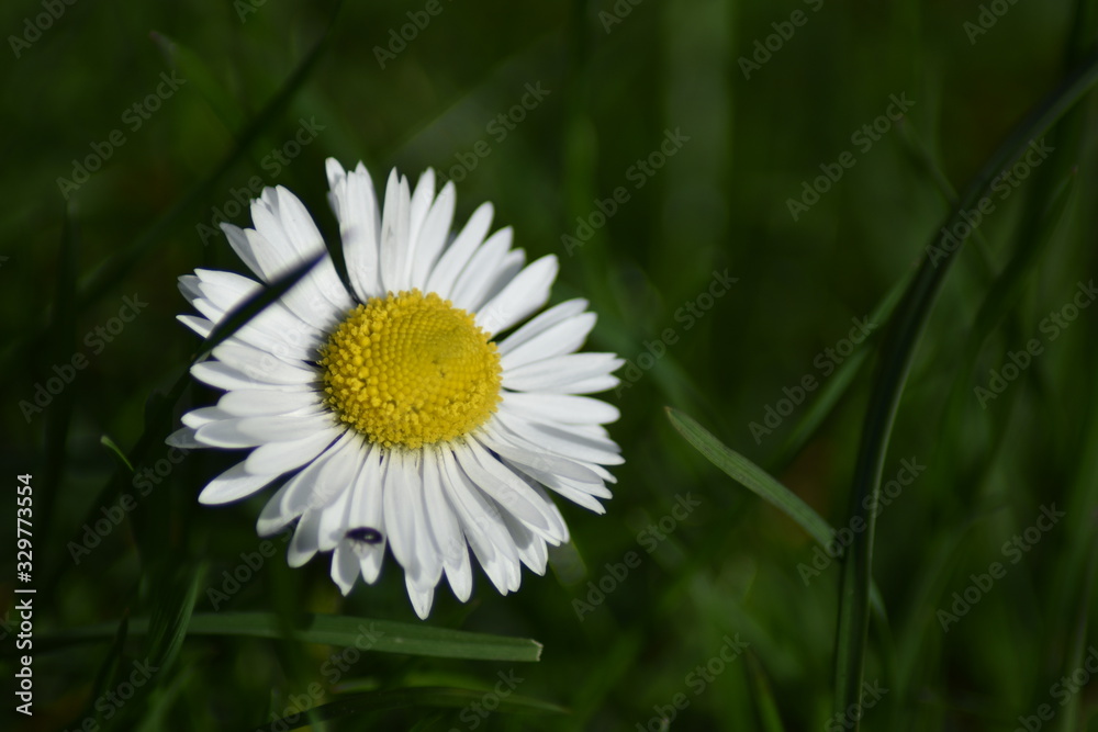 Obraz premium Gänseblümchen (Bellis perennis)