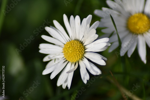 G  nsebl  mchen  Bellis perennis 