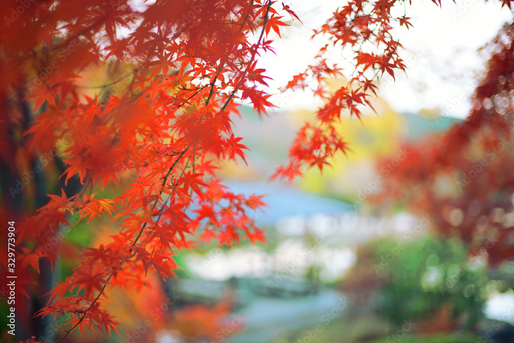 紅葉 紅葉