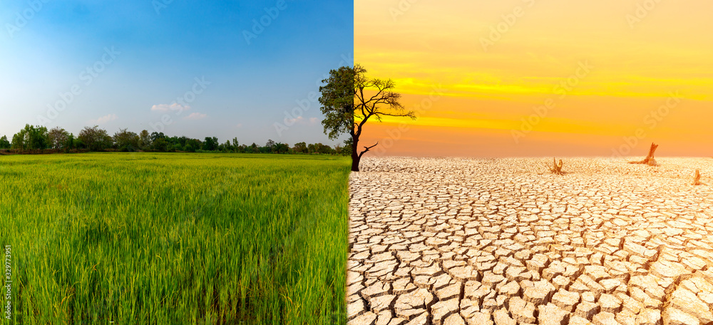 Green land with dry and cracked ground and green rice  weather  due to climate change,Desert,Global warming background. Stock Photo | Adobe  Stock