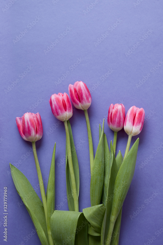 Bouquet of pink tulips on violet. Top view. Greeting card for Mother day or romantic anniversary. Vertical format.