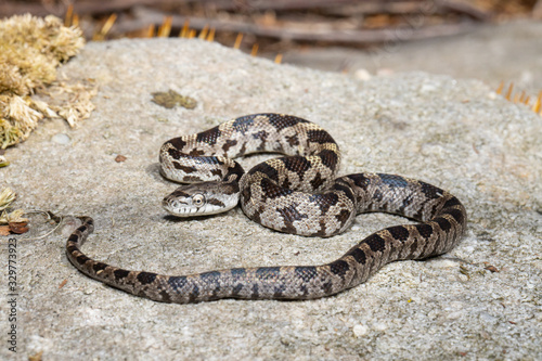 Juvenile eastern rat snake - Pantherophis alleghaniensis