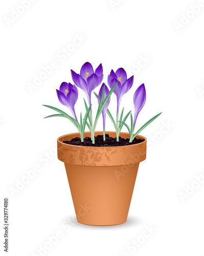 Terrakotta Blumentopf mit lila Krokusse, Tontopf mit Blumen und Erde, Vektor Illustration isoliert auf weißem Hintergrund