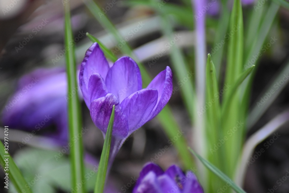 Violette Krokusse (Crocus)