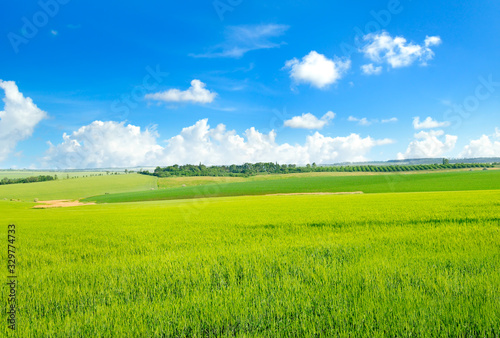 Green field and blue sky. Agricultural landscape.
