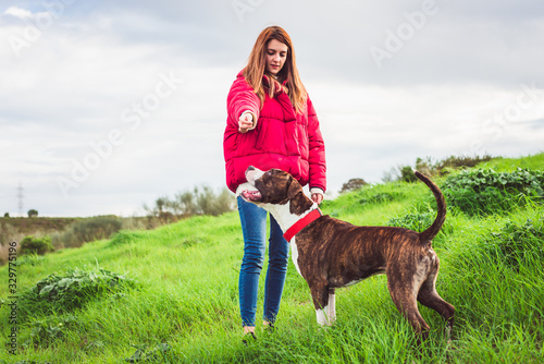 Young woman with red coat and jeans training American Staffordshire terrier in the field photo