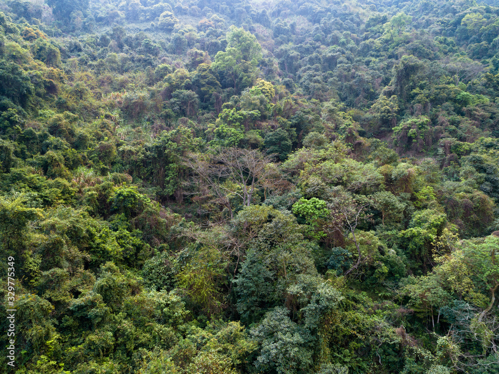 Aerial view of tropical forest in spring