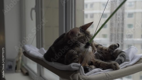 cat on the window