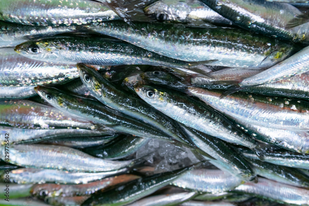 sale at the fish market of the port of freshly caught anchovies in their boxes sale at the fish market of the port of freshly caught anchovies in their boxes