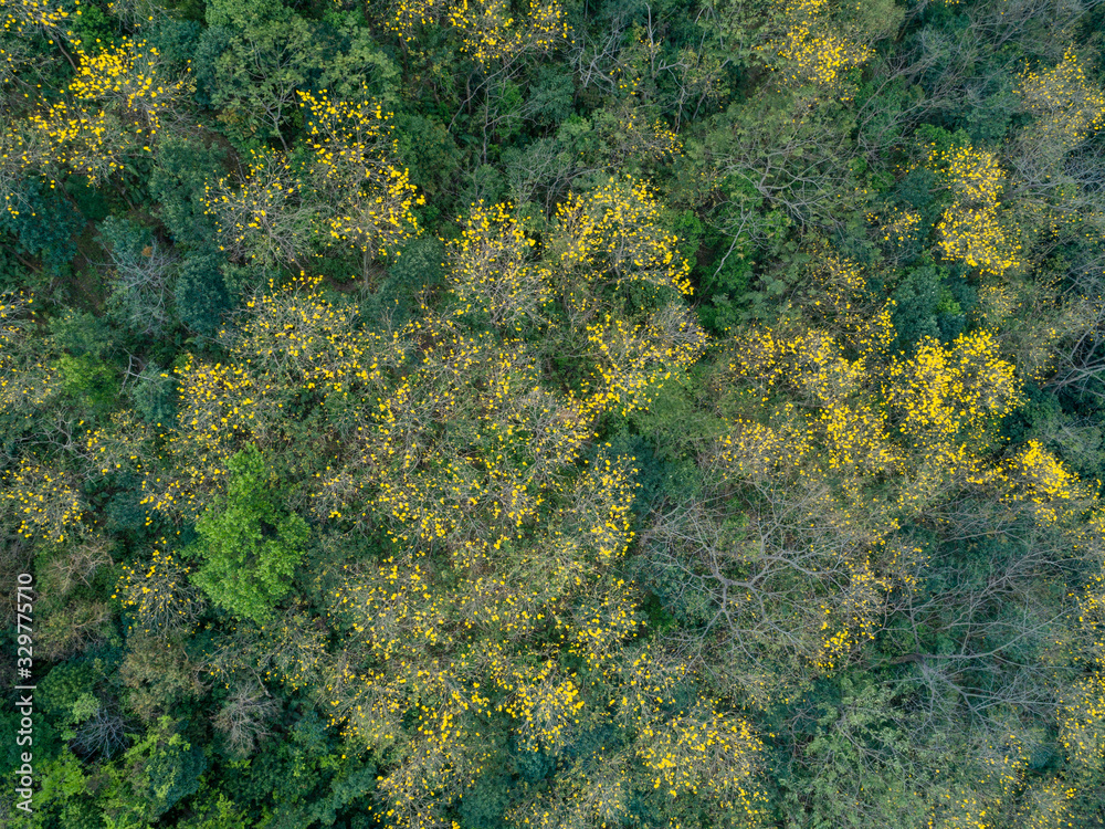 Aerial view of tropical forest in spring Aerial view of tropical forest in spring