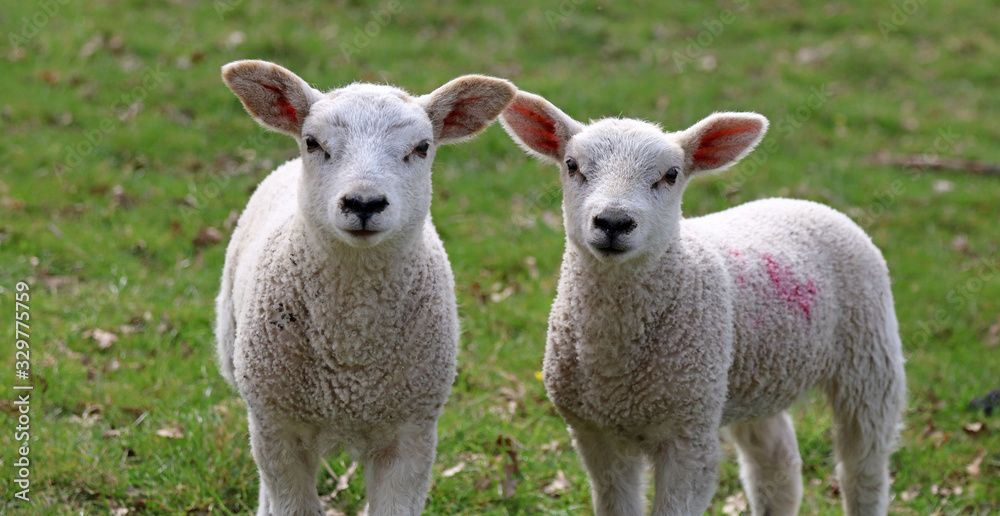 Close up of twin lambs, Derbyshire England Close up of twin lambs, Derbyshire England