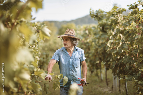 фотографія Senior male with hat working in vineyard
