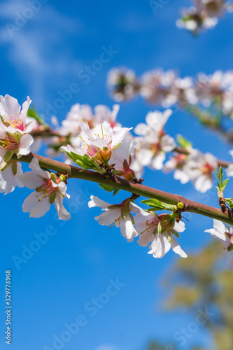 Close-up of almond branches and flowers on blue bokeh background  in Madrid  Spain. Vertically with copy space