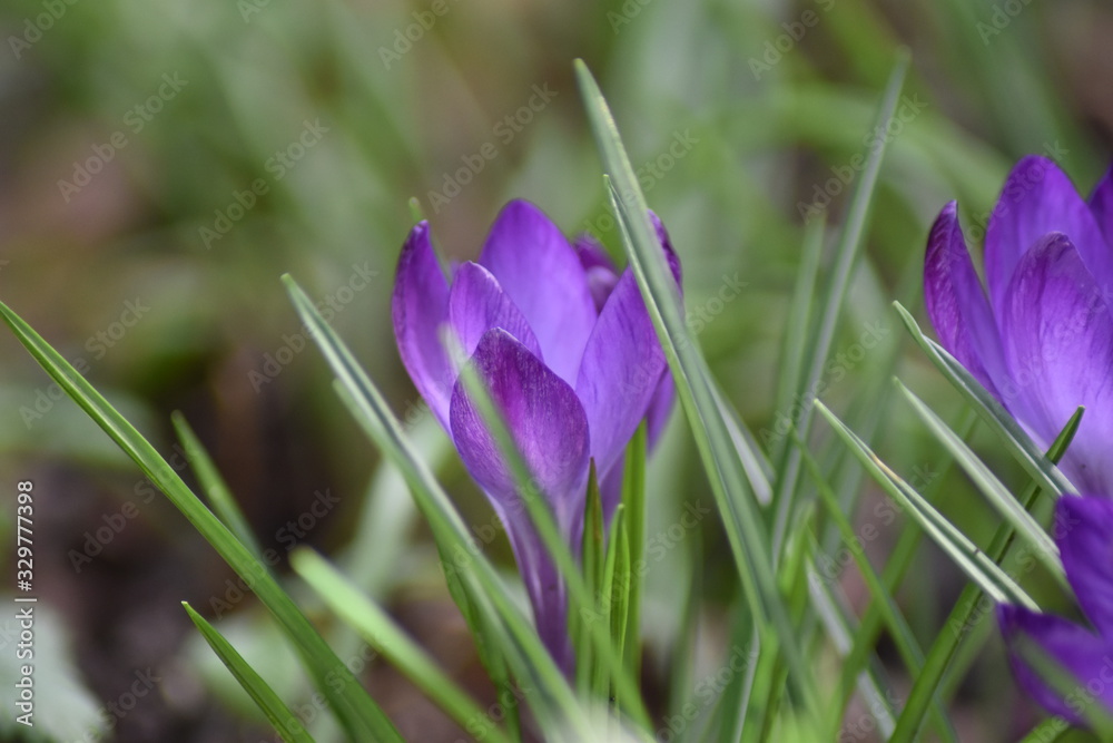 Violette Krokusse (Crocus) Violette Krokusse (Crocus)