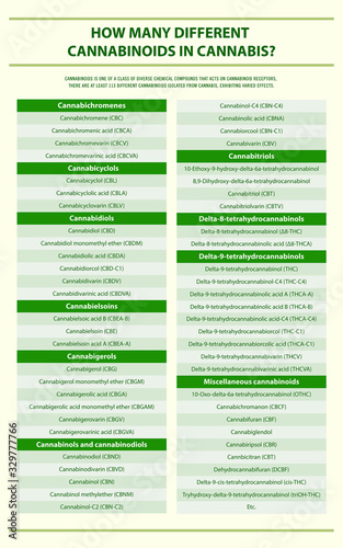 How Many Different Cannabinoids in Cannabis vertical infographic illustration about cannabis as herbal alternative medicine and chemical therapy, healthcare and medical science vector.