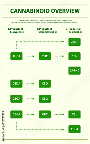 Cannabinoid Overview vertical infographic illustration about cannabis as herbal alternative medicine and chemical therapy, healthcare and medical science vector.
