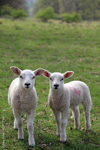 Spring lambs, Derbyshire England
