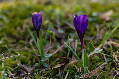 saffron, crocuses bloom bright purple in the middle of a sunny meadow in the park in early spring