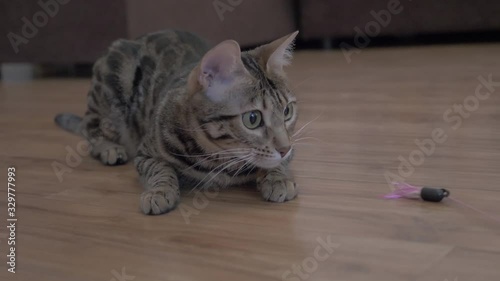 cat