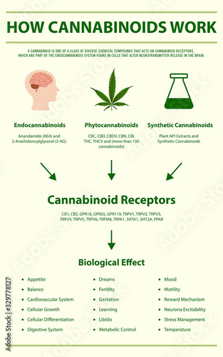 How Cannabinoids Work vertical infographic illustration about cannabis as herbal alternative medicine and chemical therapy, healthcare and medical vector.