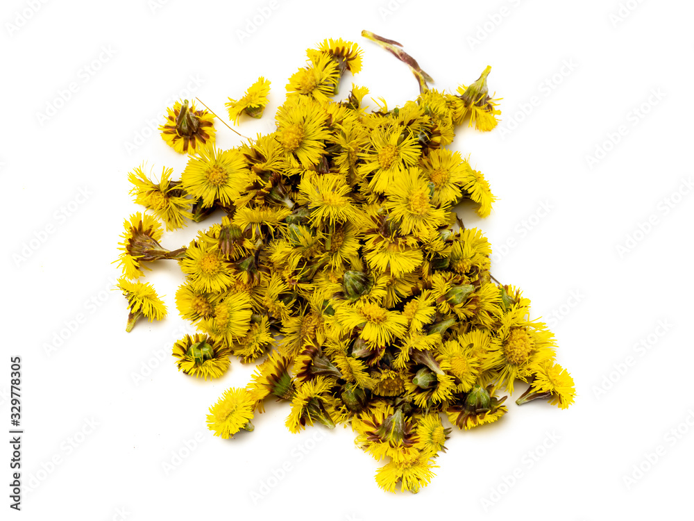 Huflattichblüten für einen Tee Huflattichblüten für einen Tee