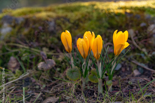 yellow crocuses, saffron bloom in bright yellow in the middle of a sunny meadow in the park in early spring