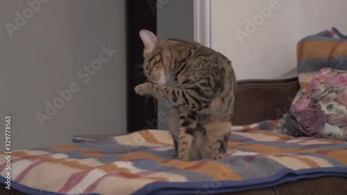 cat on bed