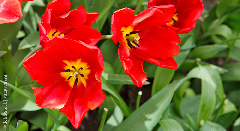 Red tulips background and sunlight. Flowers background.