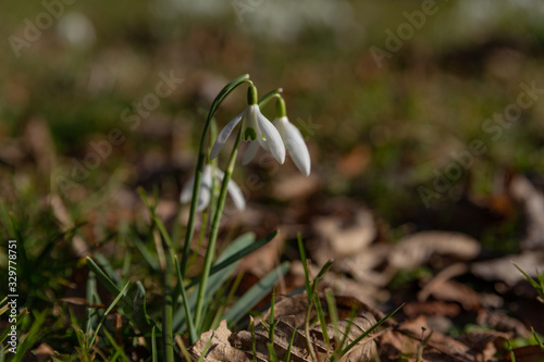 snowdrops bloomed in white between the dry leaves and green grass in the park in the sun-drenched spring sun