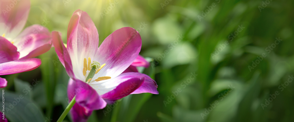 Pink tulips background and sunlight. Flowers background. Pink tulips background and sunlight. Flowers background.