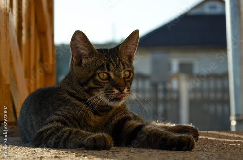 The cat shows its tongue lying on the doorstep