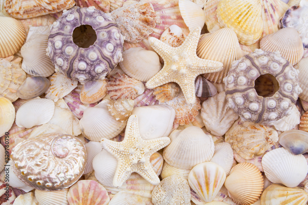 Sea urchins, starfishes and seashells background	