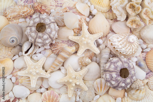 Sea urchins, starfishes and seashells background 