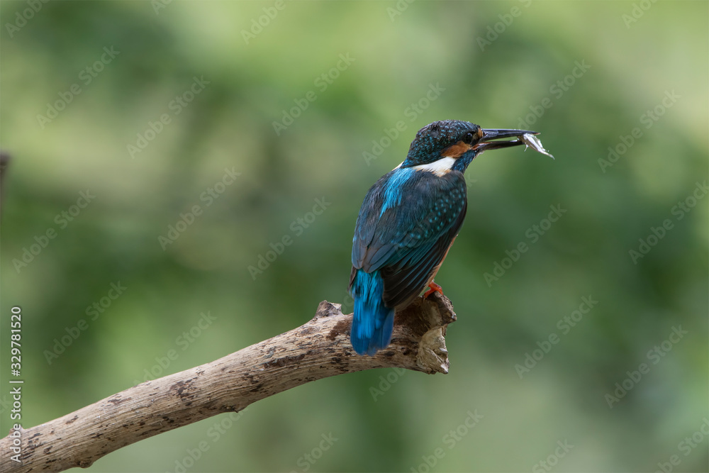 A Common Kingfisher alcedo atthis perched on a branch with a small fish in its beak.