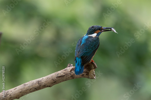 A Common Kingfisher alcedo atthis perched on a branch with a small fish in its beak. © Thongtawat