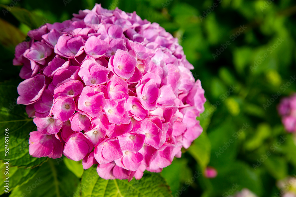 Pink Hydrangea macrophylla is illuminated by bright sunlight in the garden Pink Hydrangea macrophylla is illuminated by bright sunlight in the garden