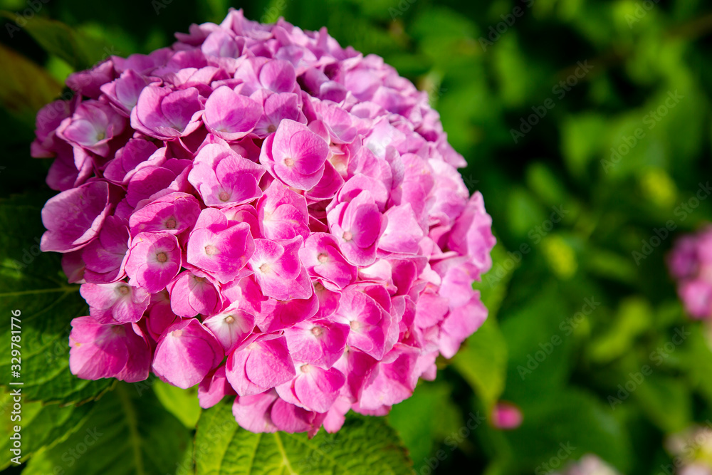 Pink Hydrangea macrophylla is illuminated by bright sunlight in the garden