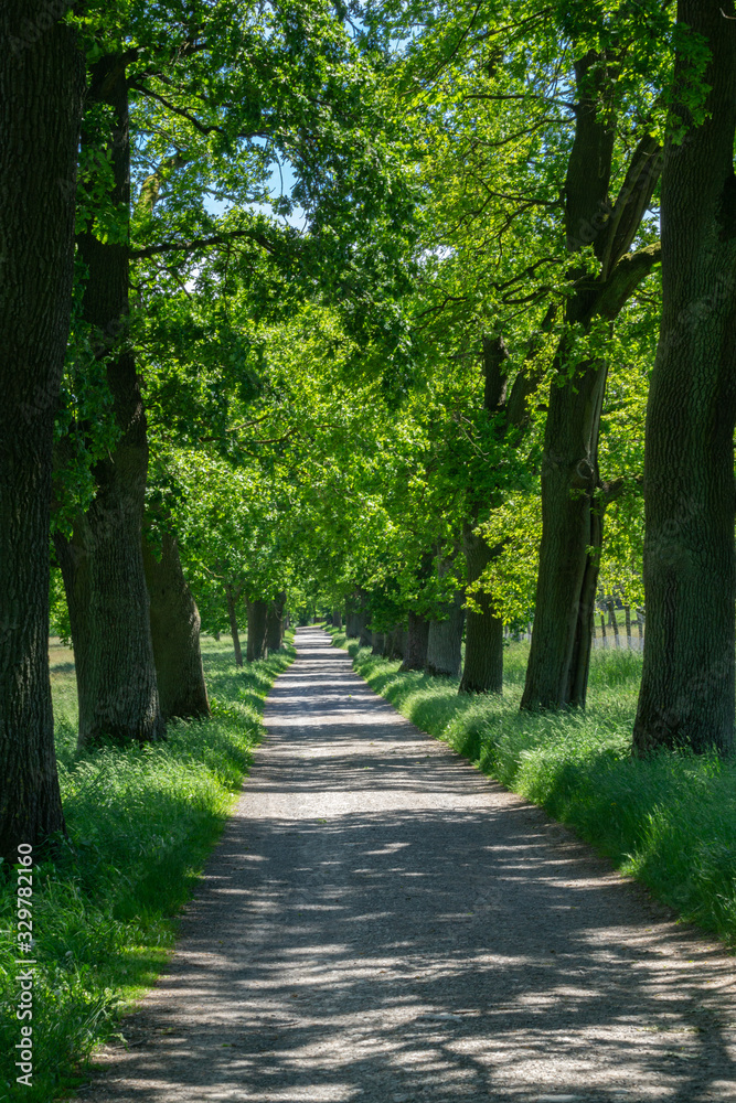 A narrow avenue with trees in the sunshine A narrow avenue with trees in the sunshine