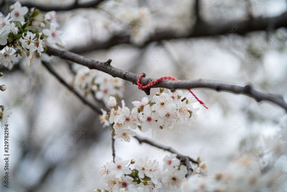 White cherry / peach flowers during spring White cherry / peach flowers during spring