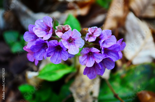 Pink and blue flowers Unspotted lungwort or Suffolk lungwort in the early spring