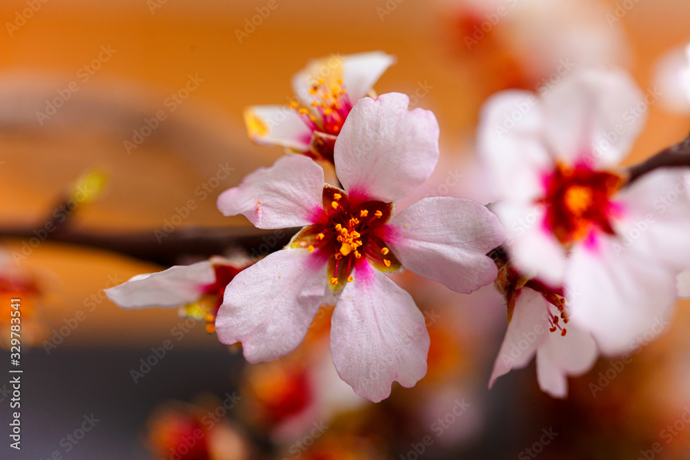 spring flowers, colorful flowers background. spring fruit trees, blooming.