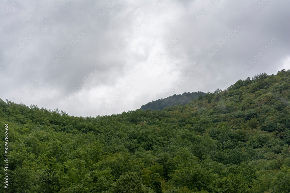 clouds and forest