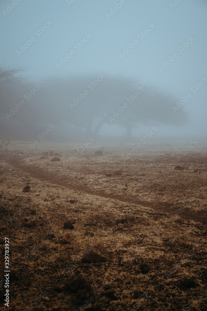 Silhouette of trees and an house in the milky fog. Cape verde, Corda Silhouette of trees and an house in the milky fog. Cape verde, Corda