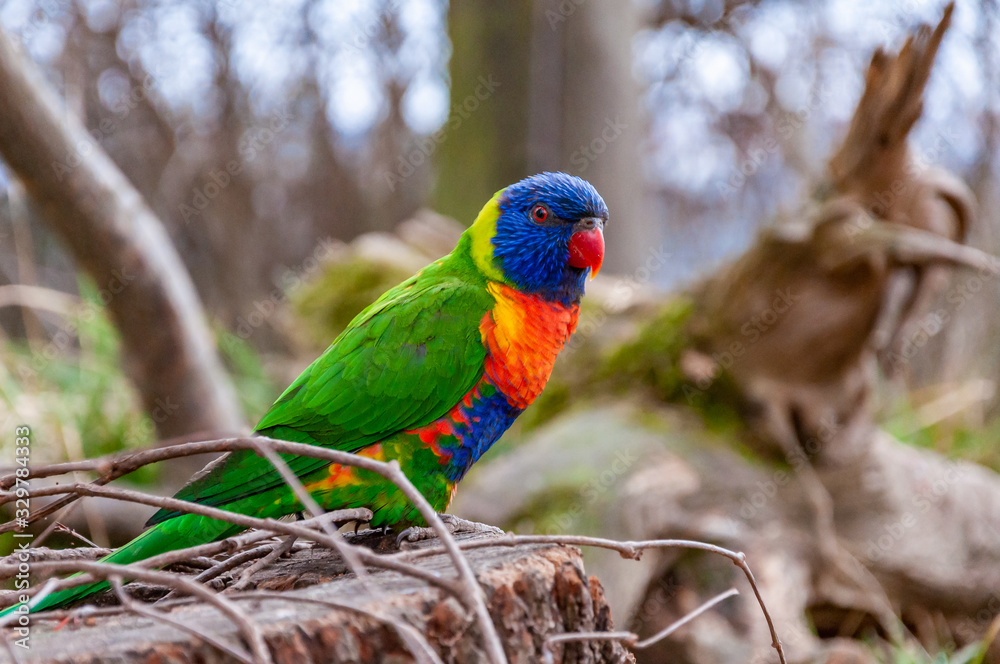 Closeup of Rainbow lorikeet Closeup of Rainbow lorikeet