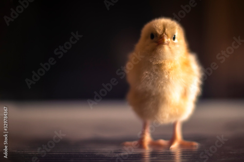 A small yellow newly hatched chick