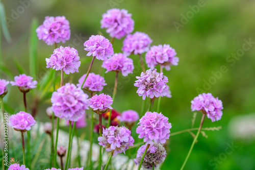 Close up of small vivid pink flowers of Armeria maritima plant  commonly known as thrift  sea thrift or sea pink on a seaside in a sunny summer day in Scotland  beautiful outdoor floral background