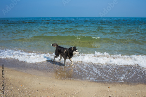 Happy purebred black dog running or walking happily alone at sandy sea beach.
